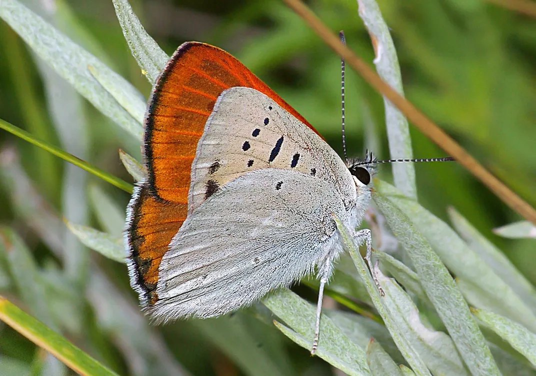 a butterfly with white underwings and a bright orange top of its wing sits on some grass