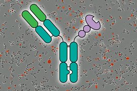 A simple figure of a Y-shaped lectin is in center. In background are 2 photos showing the amount of killed cancer cells, in red, over 5 hours.