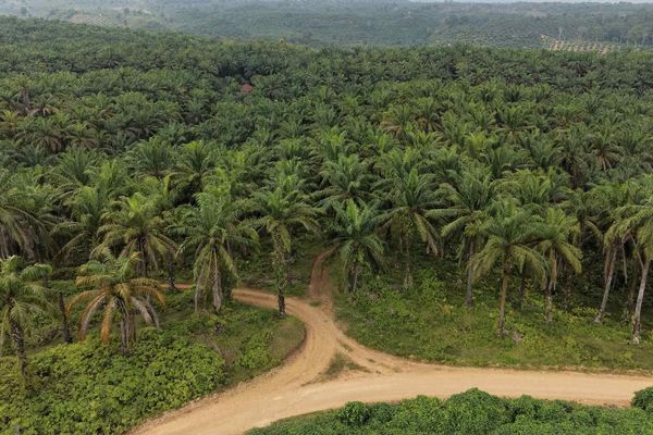 Sumatra's Oil Palm Reckoning: How Climate Catastrophe Is Reshaping Indonesia's Plantation Economy