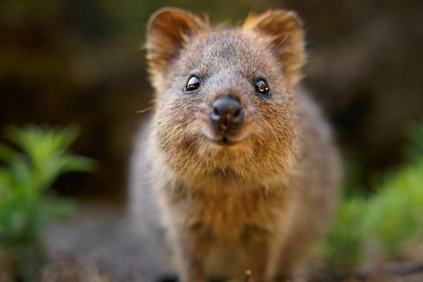 CentOS Stream expands to RISC-V as Linux distro adapts to new hardware era