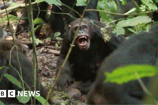 Chimpanzee Civil War: What Uganda's Ngogo Chimps Reveal About Conflict