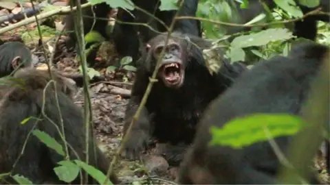 Aaron Sandel via Reuters A chimpanzee bearing its teeth at other chimpanzees with their backs to the camera in a forested area.
