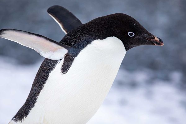 Deepin 25 Linux Release Features Built-in AI Assistant and Immutable System Architecture