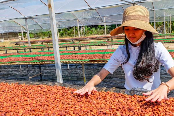 Thailand's Chocolate Revolution: From Bean to Bar in the Land of Smiles