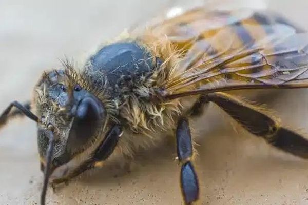 WebSocket vs REST API: Choosing the Right Communication Protocol for Your App