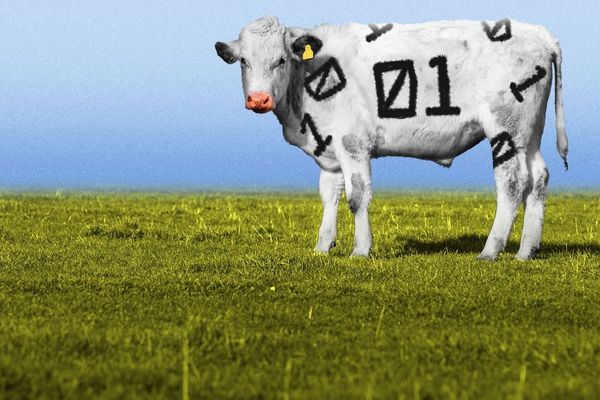 AI Integration Transforms Western Ranching Operations, Boosting Efficiency and Profit Margins