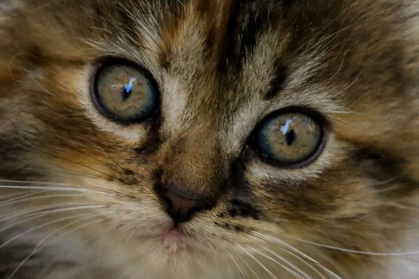 curl 8.16.0 Turbocharges Connection Racing with Parallel Happy Eyeballs v3-Inspired Algorithm