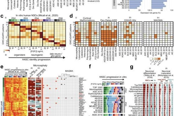 Decoding the Blueprint of Brain Disorders: Neural Stem Cells Hold Early Clues
