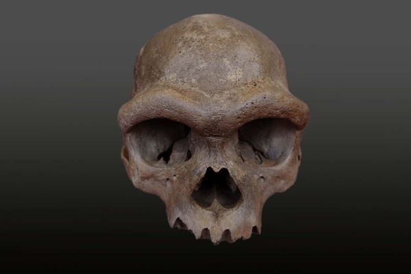 Denisovan Skull Discovery Rewrites Human Evolutionary History