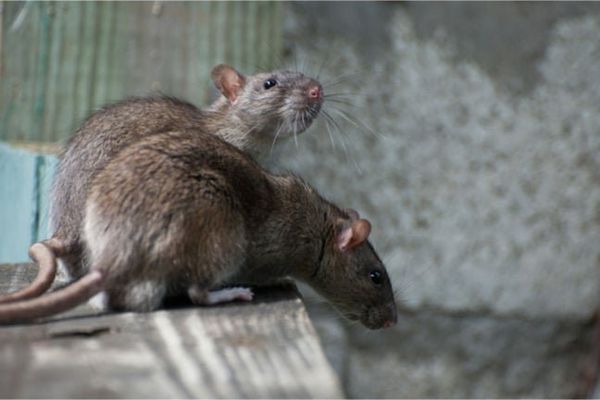 Steaelite RAT combines ransomware and data theft in one criminal toolkit