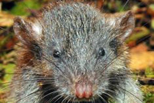 WinRAR Path Traversal Flaw CVE-2025-8088: From Zero-Day to Global Exploitation