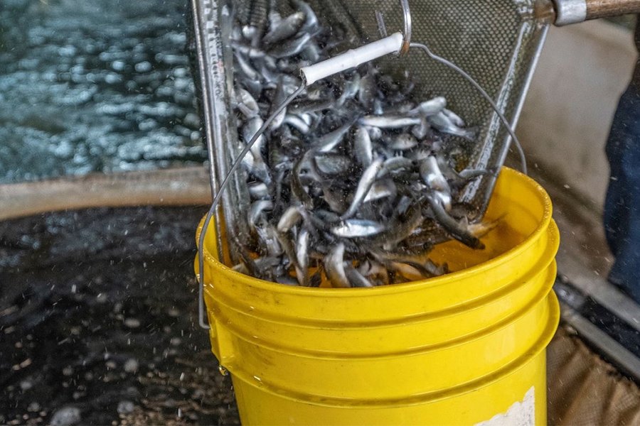 Small silver fish drop from a mesh scoop into a yellow plastic bucket.