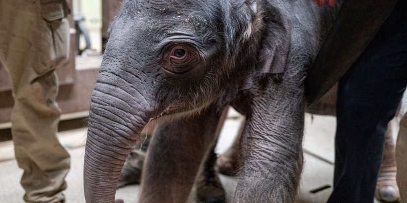Elephant Calf Born at the Zoo Feb. 2, 2026