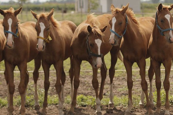 Field of Clones: How Genetic Replicas Came to Dominate Polo