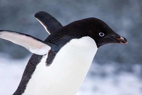 Flatpak-NG plan puts systemd-free Linux distros at risk