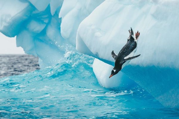 Flush Your DNS Cache: The 30-Second Fix for Linux Internet Slowdowns