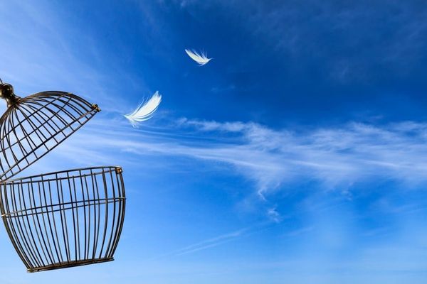 FSF Urges AI Vendors to Liberate LLMs: A Call for Open Training Data and Models