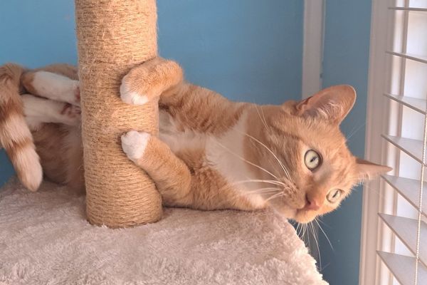 The Human Cost of AI-Driven Django Contributions