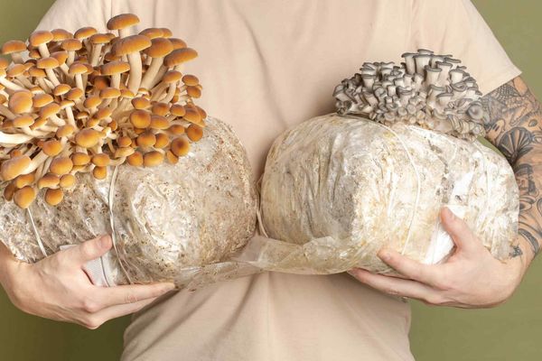 Gourmet Mushroom Startup Finds Fertile Ground in Bangkok
