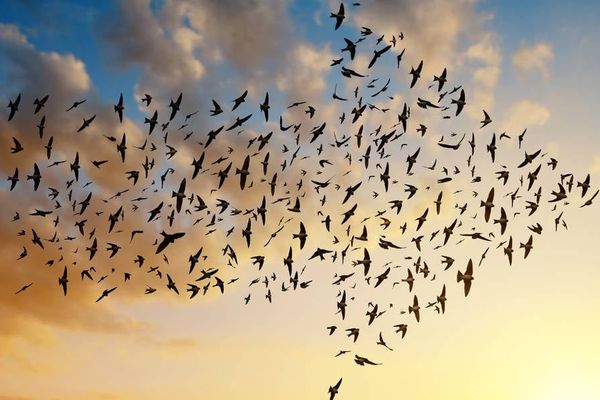 Half of German-Speaking SAP Users Plan to Stay on ECC Until 2030, Ignoring 2027 Support Deadline