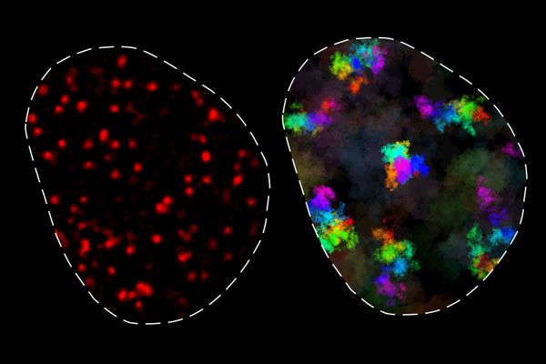 How Chromatin Movement Controls Gene Expression: MIT Research Reveals New Dynamics