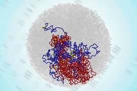 Microcompartments within a 3D structure of the genome