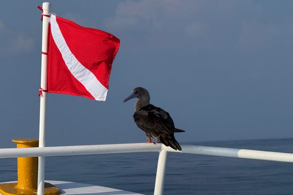 Security Researcher Faces Legal Threats After Exposing Diving Insurer's Data Vulnerability