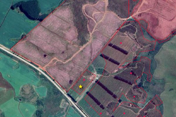 Global Insurers Cover Brazil's Illegal Deforestation: 254 Policies Worth Millions Found by Nikkei