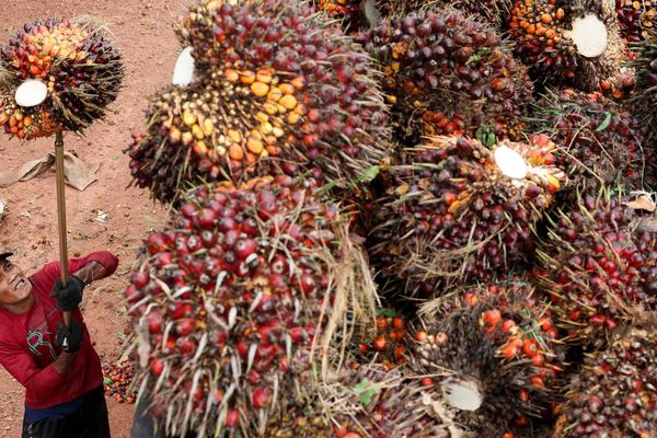 Indonesia Cracks Down on Leading Palm Oil Exporters Over Under‑Invoicing Claims