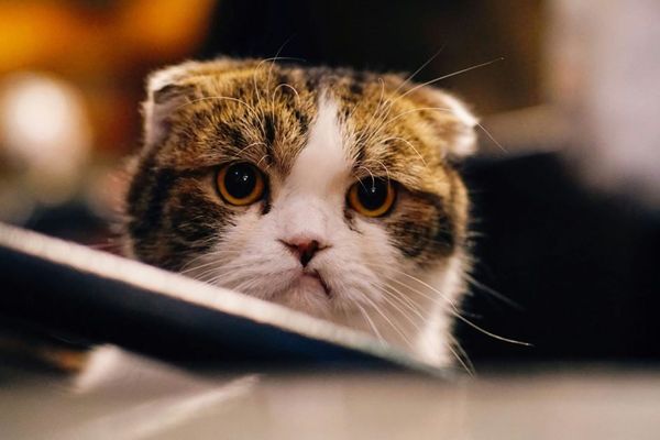 iOS 26.2.1 Update Causing Widespread Issues for Some Users