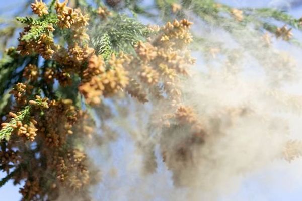 Japan’s post‑war forest policy fuels a nationwide allergy crisis