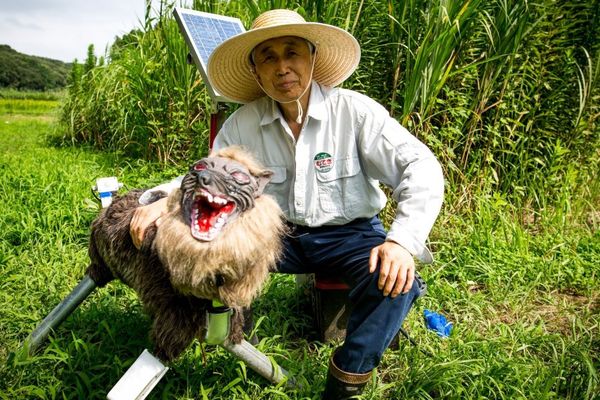 Japan’s Robot Wolves Face Supply Shortage as Bear Encounters Surge