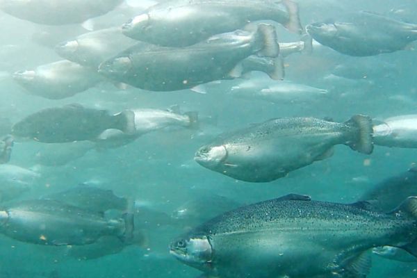 Japan’s Farmed Salmon Industry Rides Domestic Demand Surge and Export Opportunities