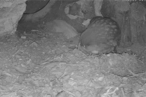 Kākāpō Cam: Rakiura live stream