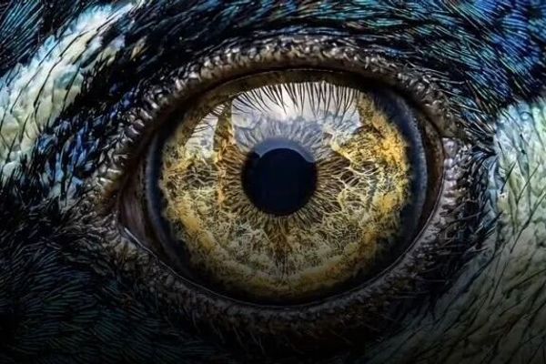 Kling Native 4K Generation Breaks the AI Video Commercial Quality Ceiling