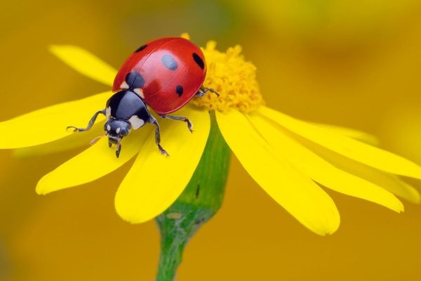 Ladybird Browser Emerges as Monetization-Free Alternative in a Crowded Web Landscape