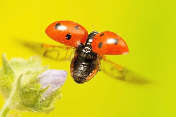 Ladybird Browser Shifts to Rust with AI-Assisted Migration