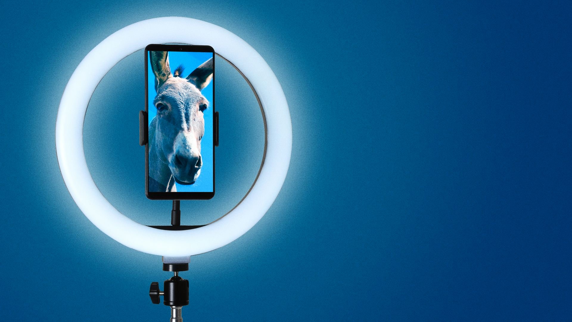Illustration of a donkey on a phone screen with an influencer's ring light attachment. 