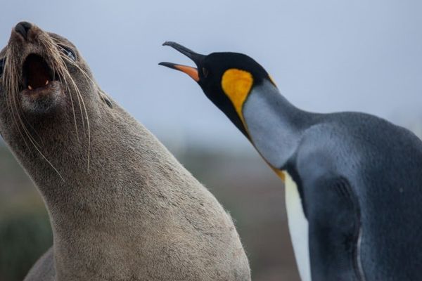 Linux Kernel's Authencesn Flaw Exposes Critical Privilege Escalation Risk