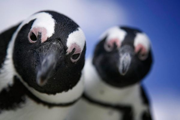 Linux Kernel 6.17 Lands with Critical CPU Optimizations and Spectre Fixes