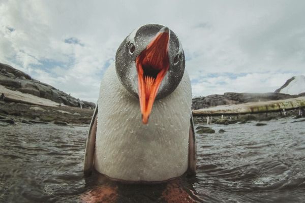 Linux kernel flaw CVE‑2026‑46333 exposes root‑only files to any local user