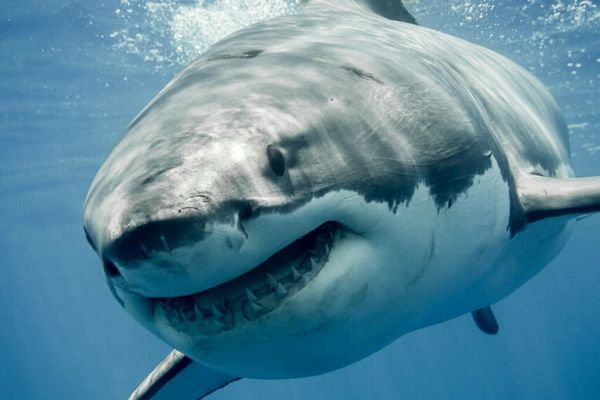 Megalodon Swarms GitHub: Over 5,500 Repos Poisoned in Massive Supply‑Chain Assault