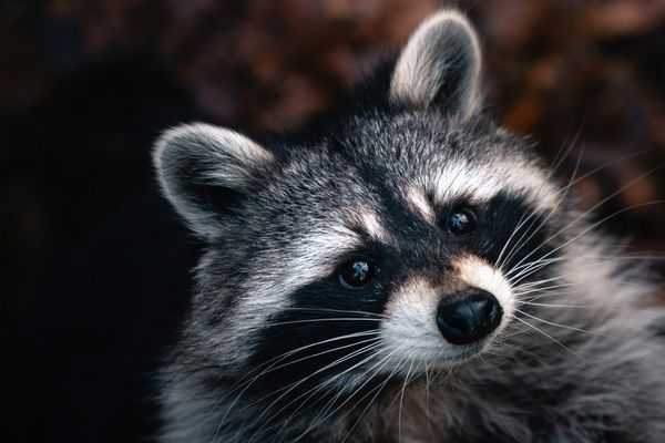 Microsoft and Cloudflare Dismantle RaccoonO365 Phishing Empire Targeting Thousands