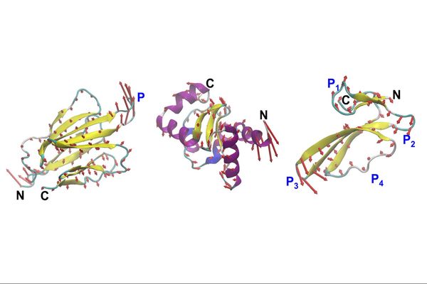 MIT Engineers Design Proteins by Their Motion, Not Just Their Shape
