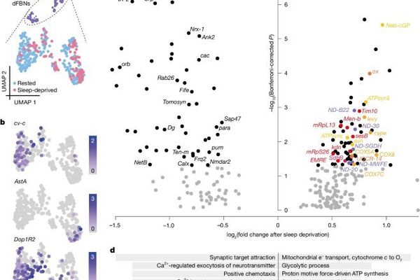 Mitochondrial Fragmentation: The Hidden Driver of Sleep Pressure Uncovered in Flies
