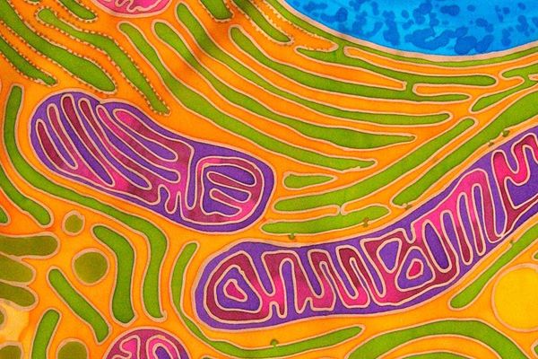 Mitochondrial Transplants: The Emerging Biotech Frontier in Healing Damaged Organs