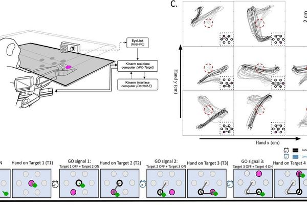 Monkey Motor Control Study Reveals Energy-Efficient Strategy for Trajectory Selection