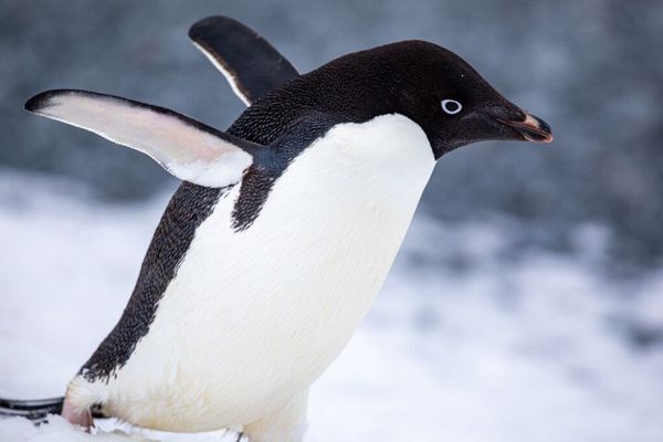 MX Linux 25.2 Gives Admins More Control Over Init Choice and Raspberry Pi Builds