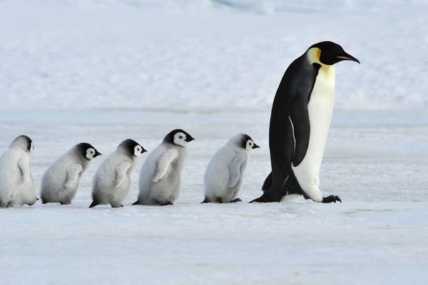 Linux Distros Push Back Against Age-Verification Laws Targeting Operating Systems