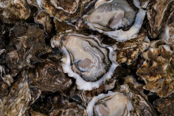 NASA Satellite Data Guides Maine Oyster Farmers Toward Prime Growing Sites